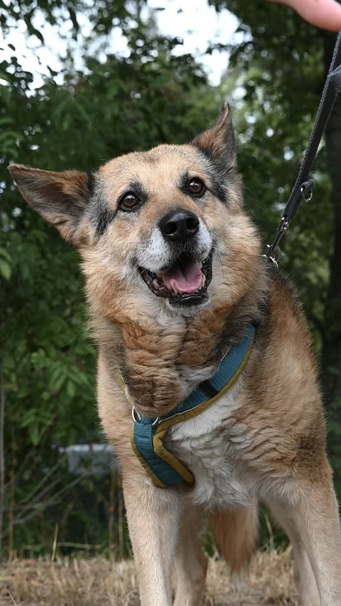 Leevi,  Mixed Breed for adoption at Tierheim Esslingen, Esslingen