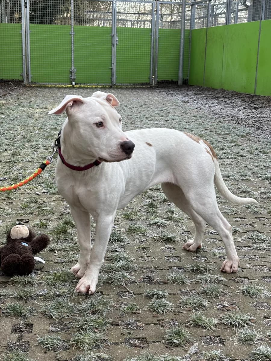 Leyla, Mixed Breed (Tierheim Esslingen)