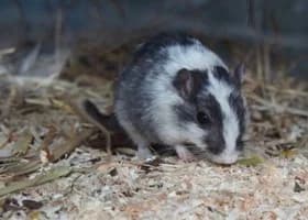 Hamster,  Mixed Breed for adoption at Tierheim Esslingen, Esslingen