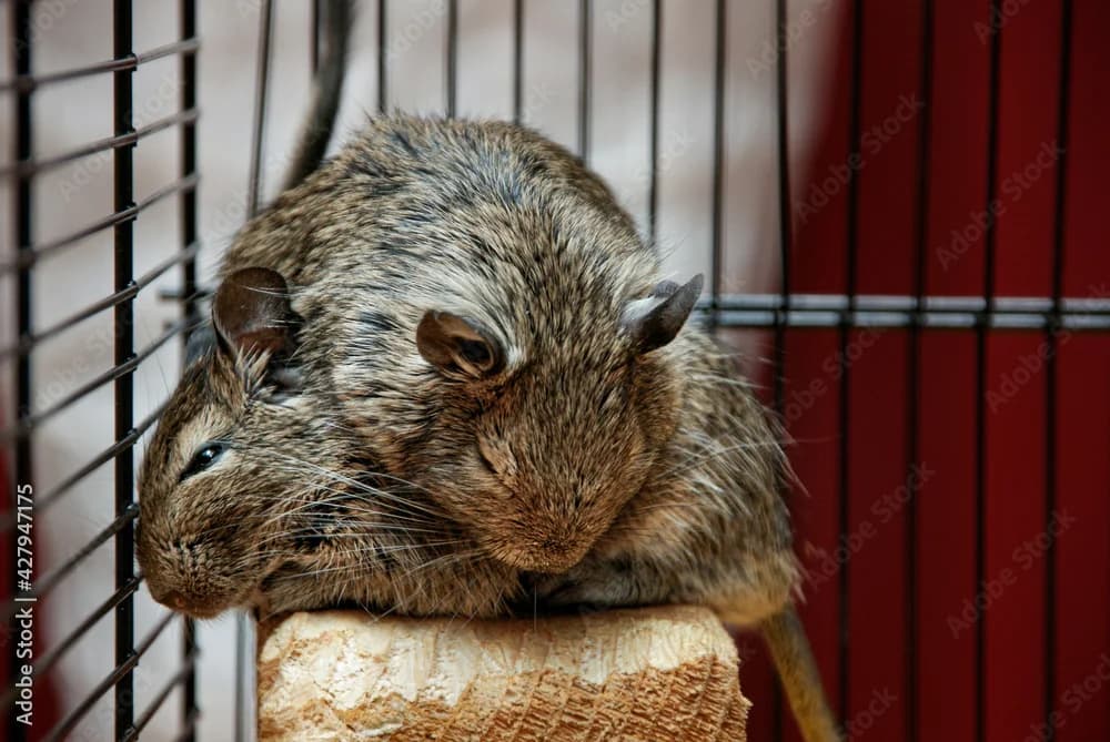 Degus,  Mixed Breed for adoption at Tierheim Esslingen, Esslingen