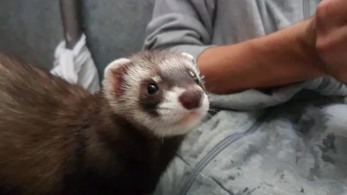 Frettchen,  Mixed Breed for adoption at Tierheim Esslingen, Esslingen