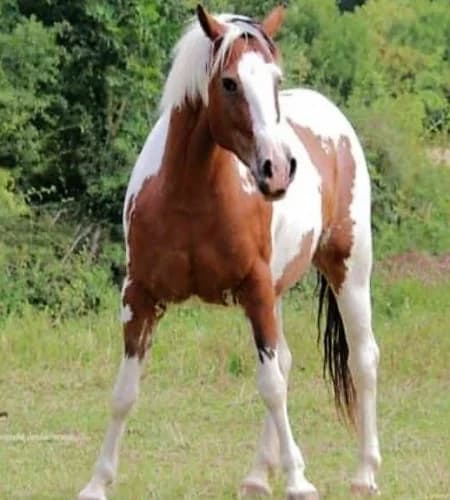 Yuma,  Mixed Breed for adoption at Tierheim Esslingen, Esslingen