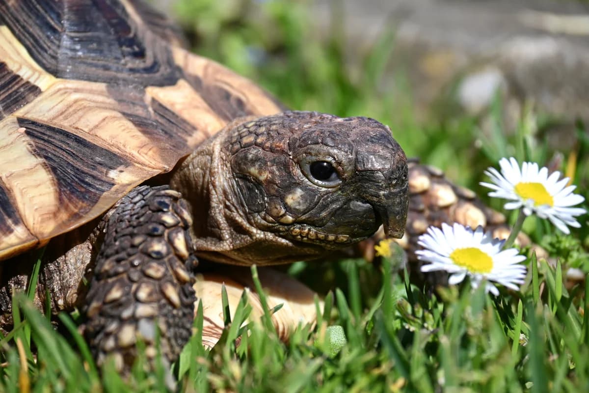 Griechische Landschildkröte,  Mixed Breed for adoption at Tierheim Esslingen, Esslingen