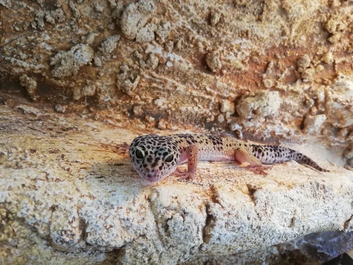 Geckos,  Mixed Breed for adoption at Tierheim Esslingen, Esslingen