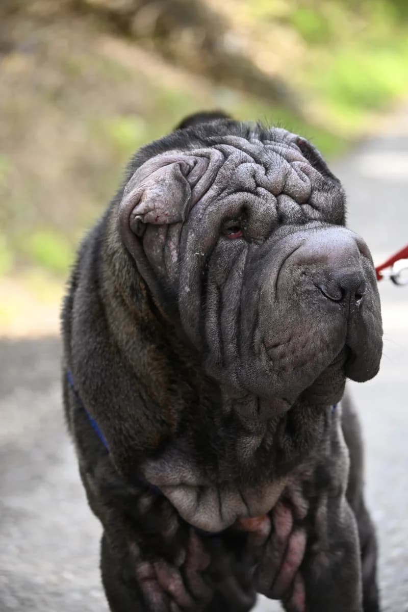 Herkules,  Mixed Breed for adoption at Tierheim Esslingen, Esslingen