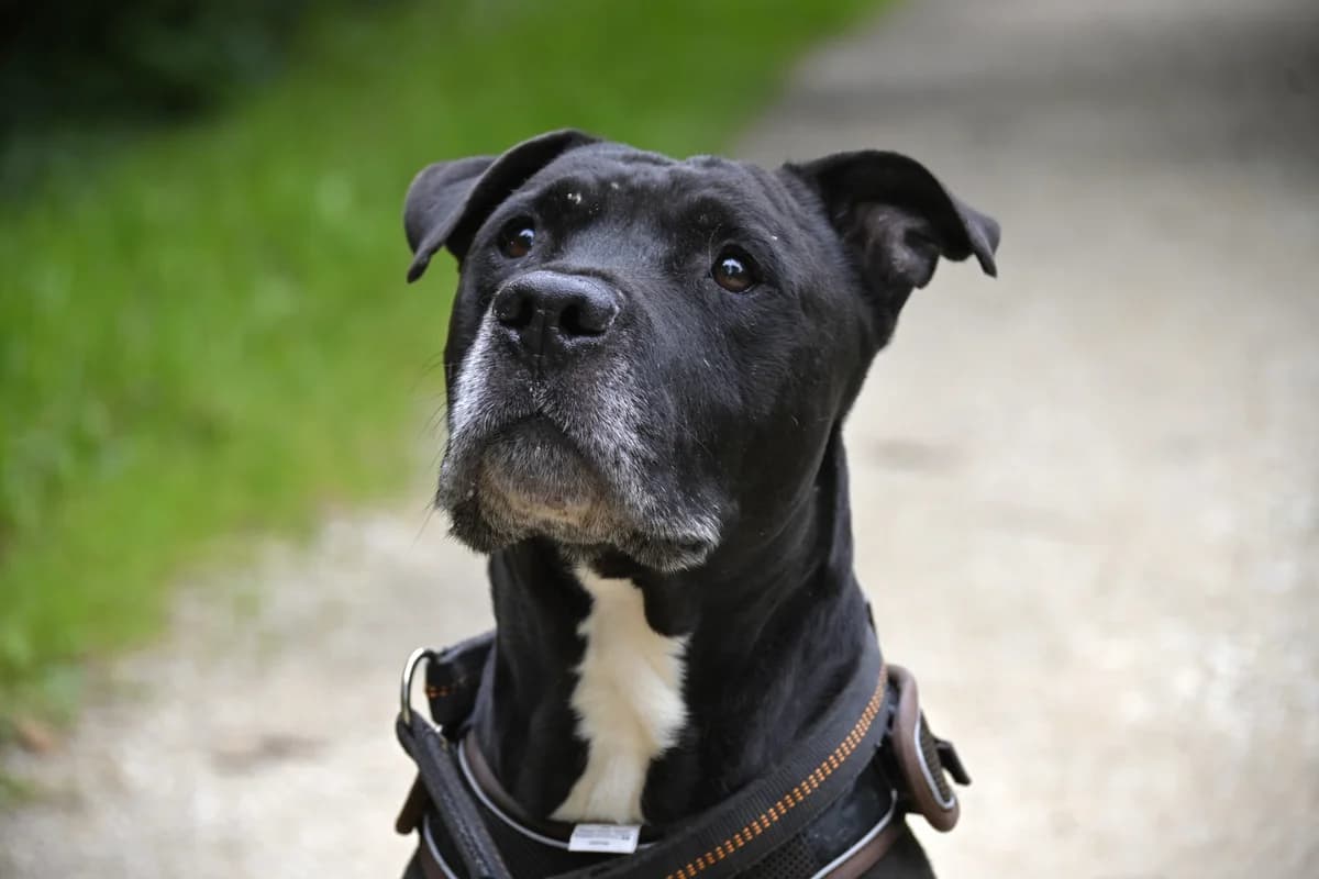 Milano,  Mixed Breed for adoption at Tierheim Esslingen, Esslingen