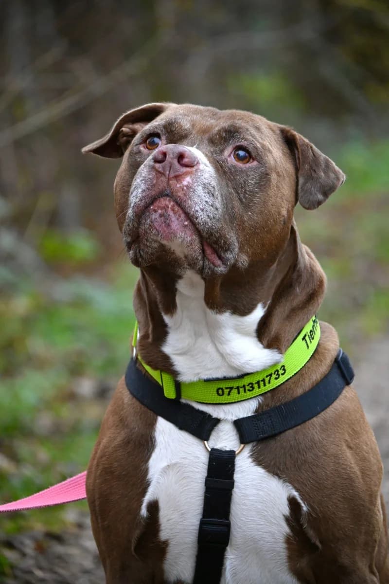 Gizmo,  Mixed Breed for adoption at Tierheim Esslingen, Esslingen
