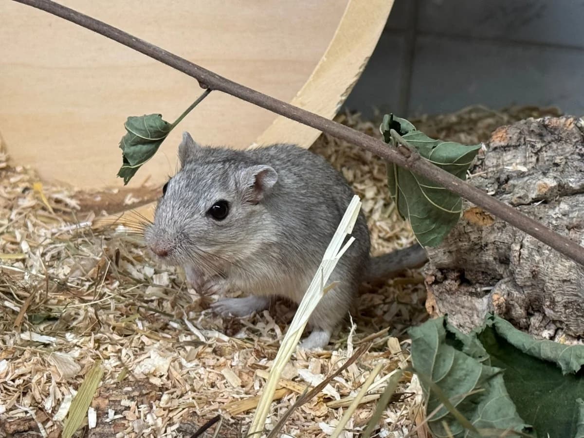 Rennmäuse,  Mixed Breed for adoption at Tierheim Esslingen, Esslingen