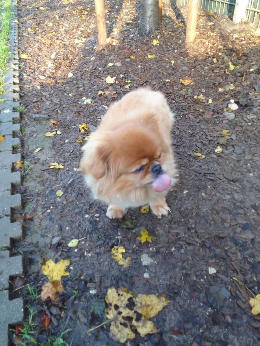 Gino,  Mixed Breed for adoption at Tierheim Esslingen, Esslingen