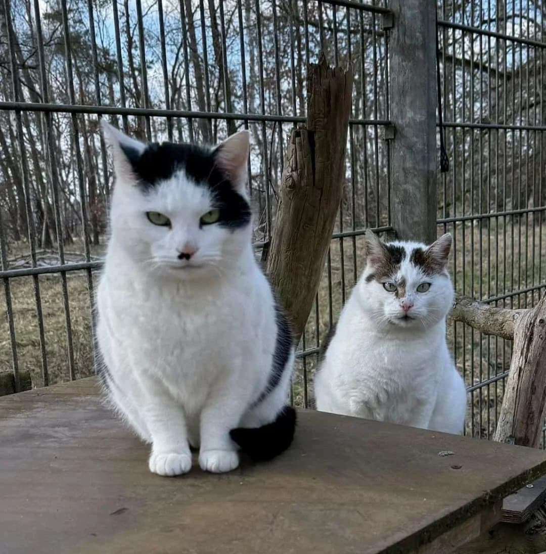 Minka & Peterle,  Mixed Breed for adoption at Tierheim Falkensee, Falkensee