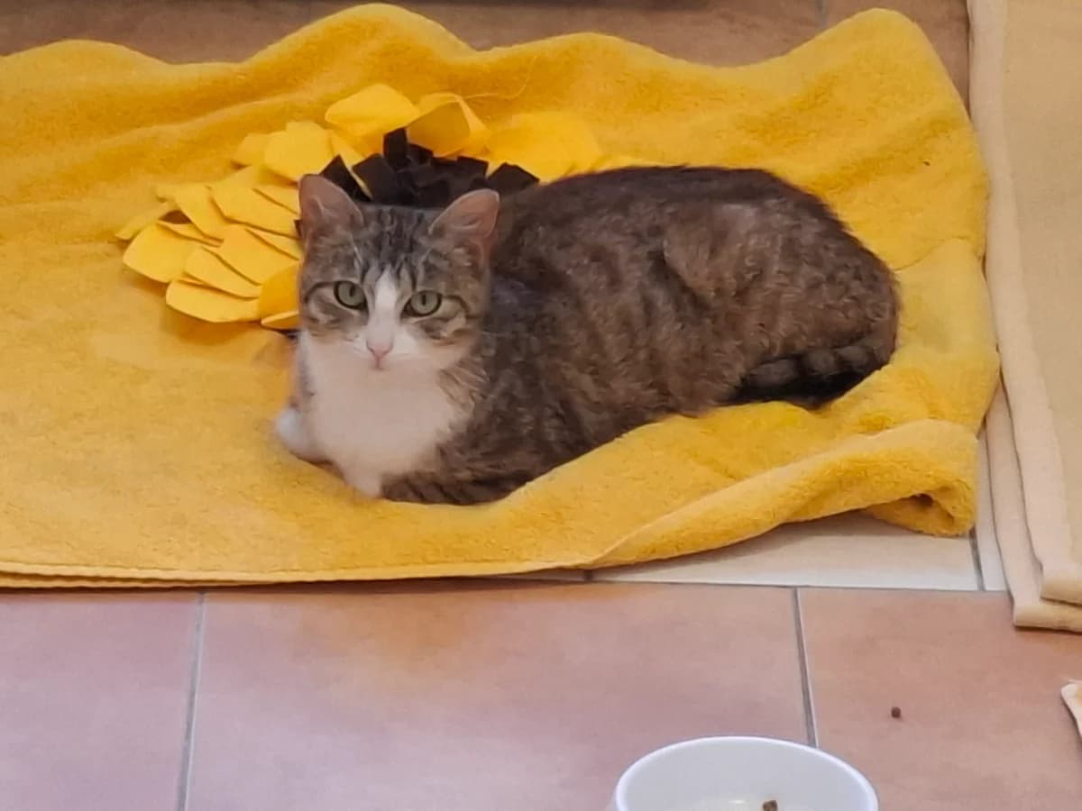 Drops, Mixed Breed (Tierheim Falkensee)