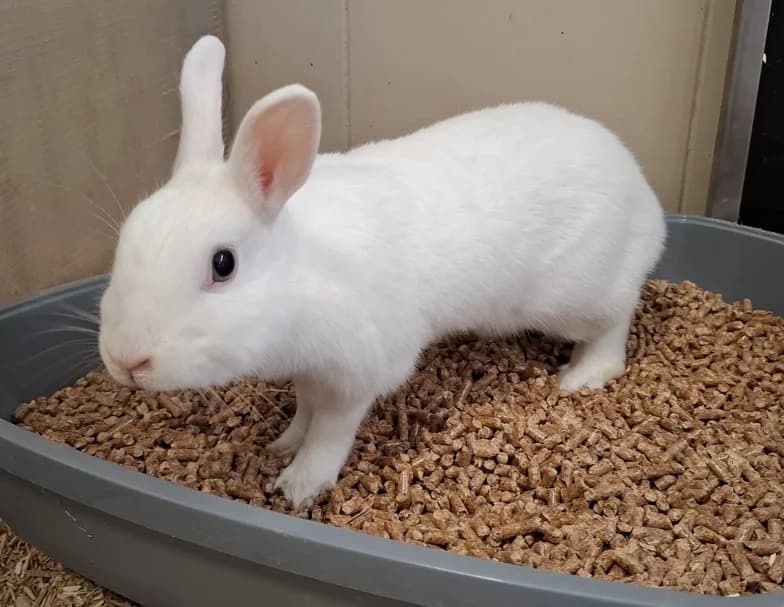 Pearl,  Mixed Breed for adoption at Tierheim Falkensee, Falkensee