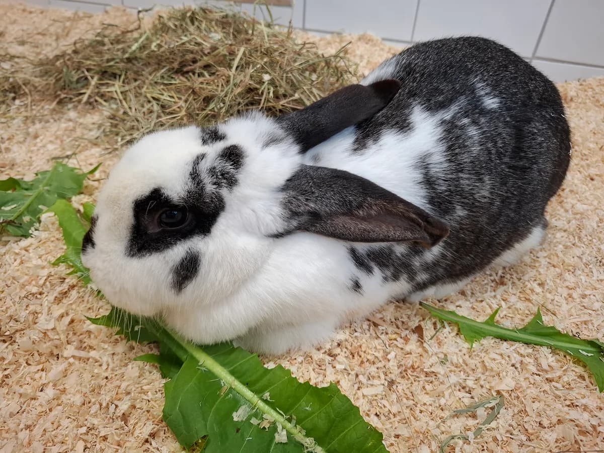 Momo,  Mixed Breed for adoption at Tierheim Falkensee, Falkensee
