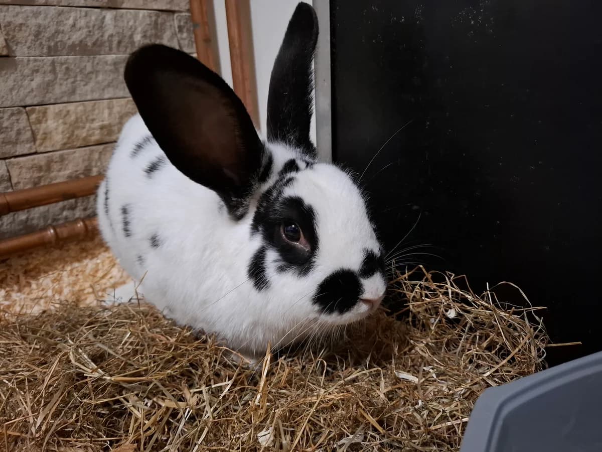Mümmel,  Mixed Breed for adoption at Tierheim Falkensee, Falkensee