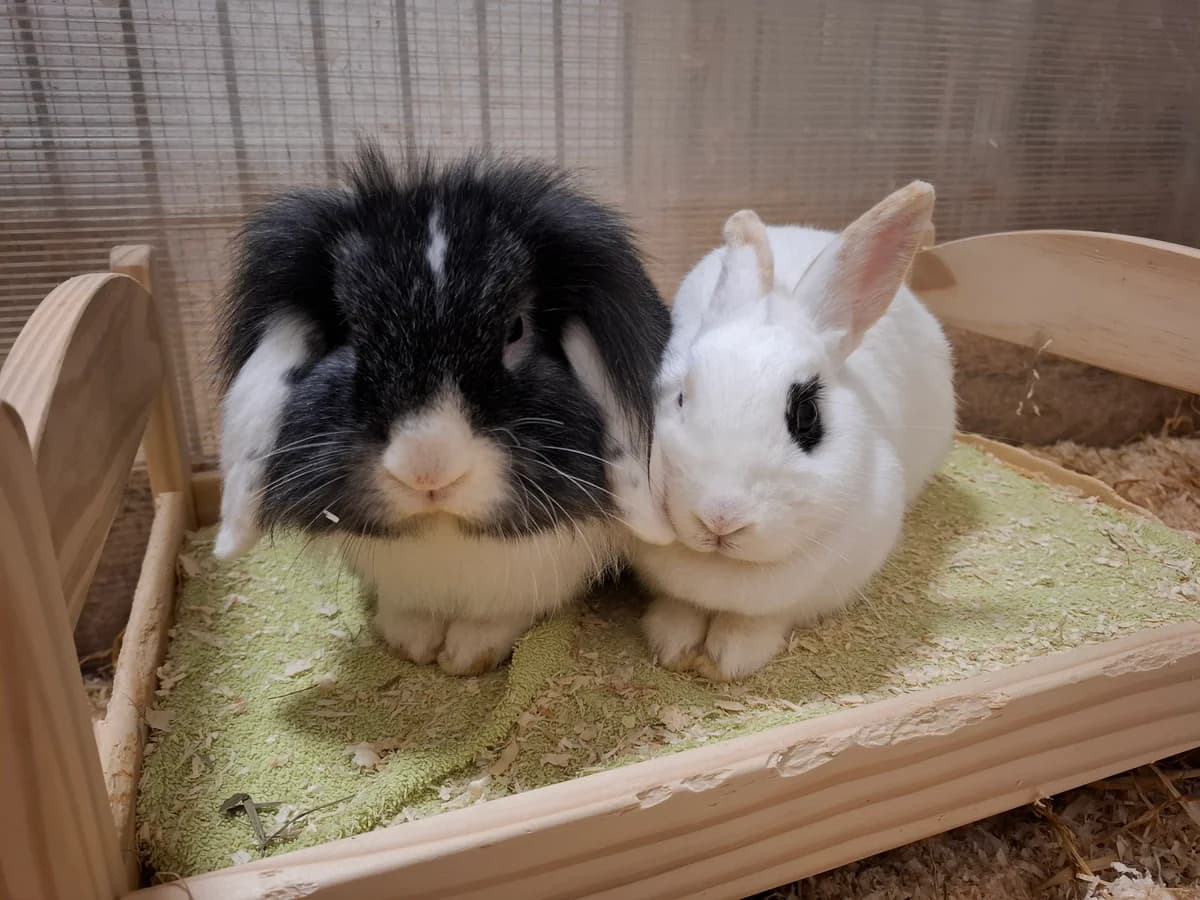 Max & Merle, Mixed Breed (Tierheim Falkensee)