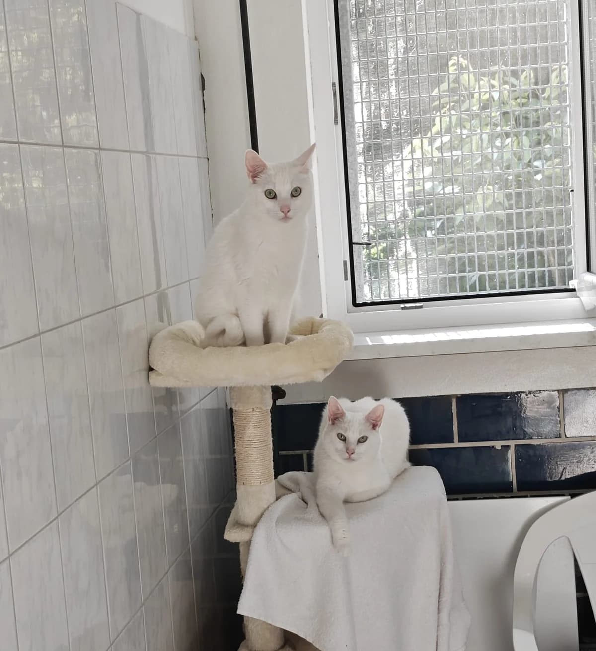 Chico & Simba,  Mixed Breed for adoption at Tierheim Falkensee, Falkensee