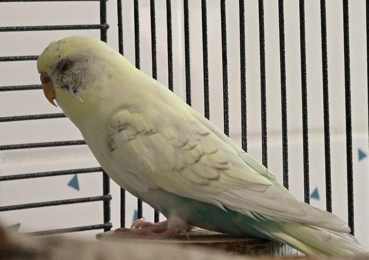 Vanilla, Mixed Breed for adoption at Tierheim Falkensee, Falkensee