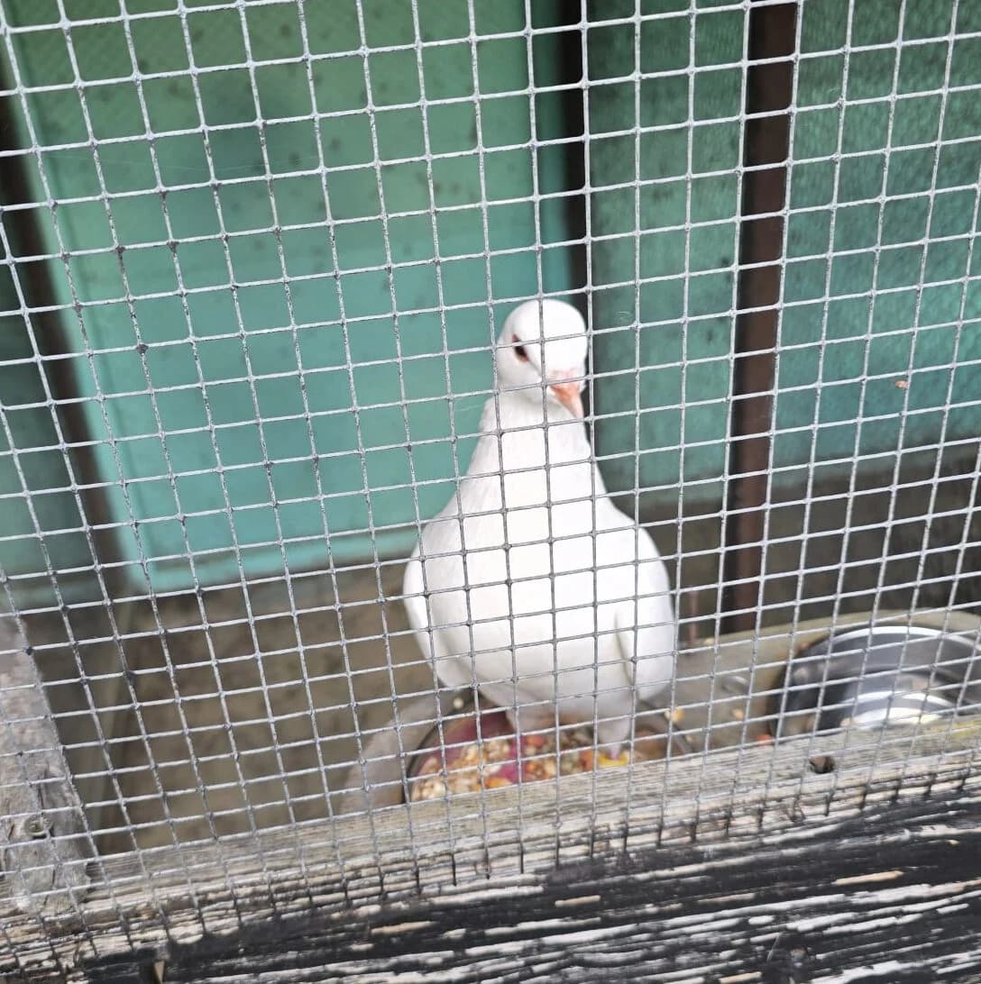 Pamuk, Mixed Breed for adoption at Tierheim Falkensee, Falkensee