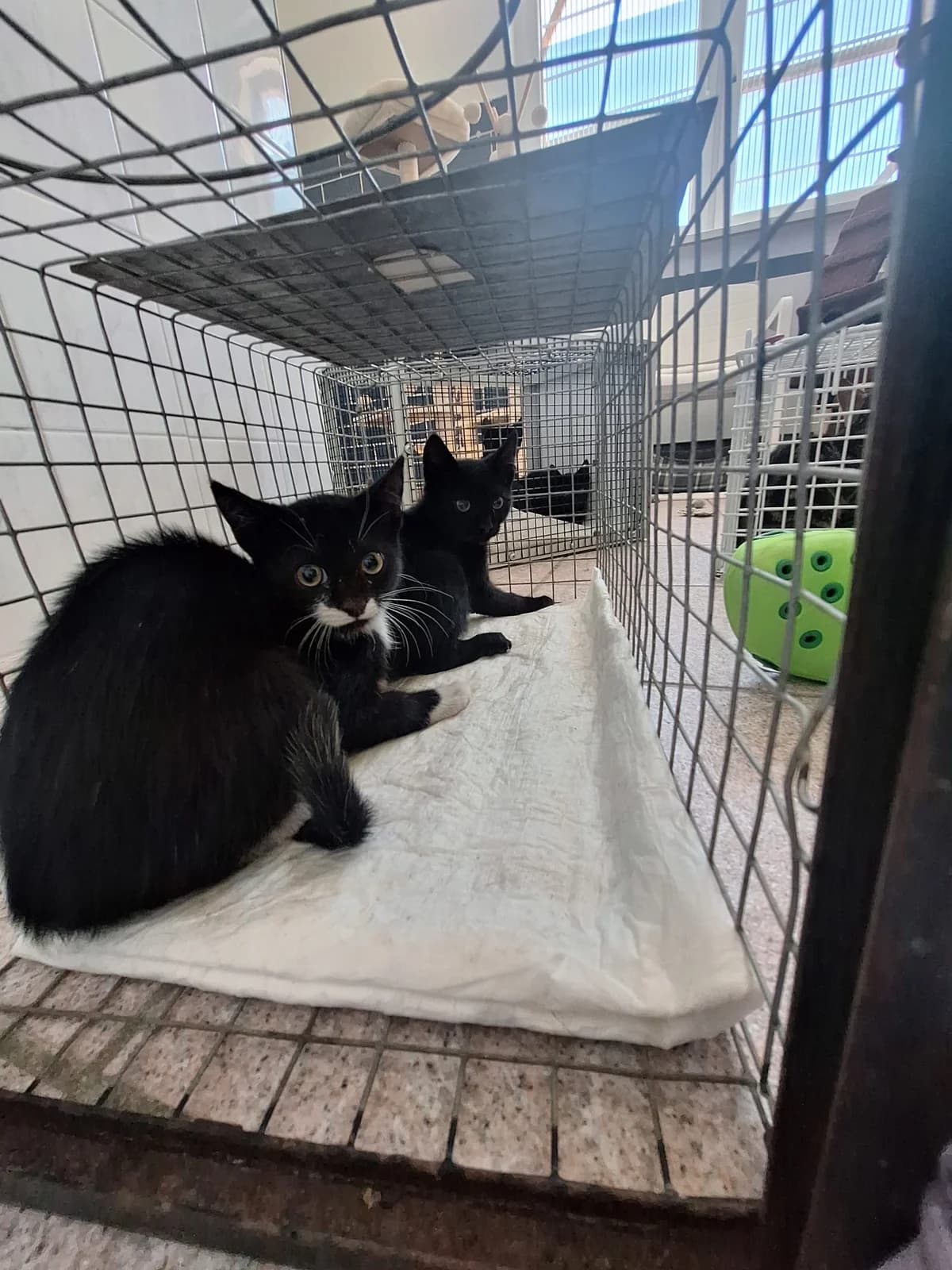 Vasco, Venom, Voldemort, Violetta, Vivi, Vegas, Vincent,  Mixed Breed for adoption at Tierheim Falkensee, Falkensee