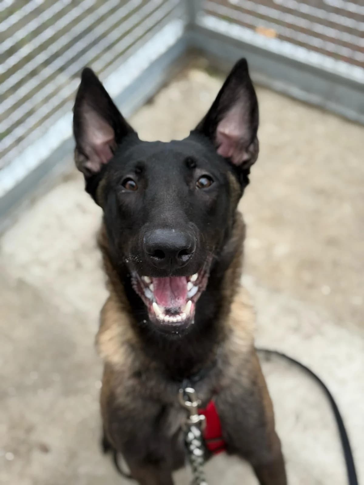 Balu,  Mixed Breed for adoption at Tierheim Falkensee, Falkensee