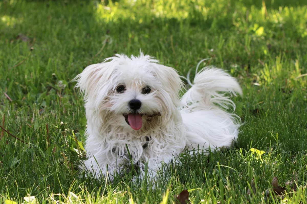 Monti, Mixed Breed (Tierheim Falkensee)