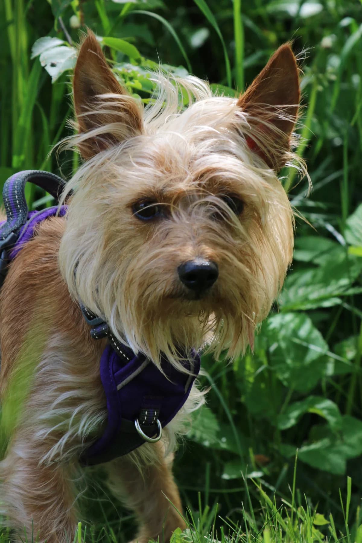 Dina, Mixed Breed (Tierheim Falkensee)