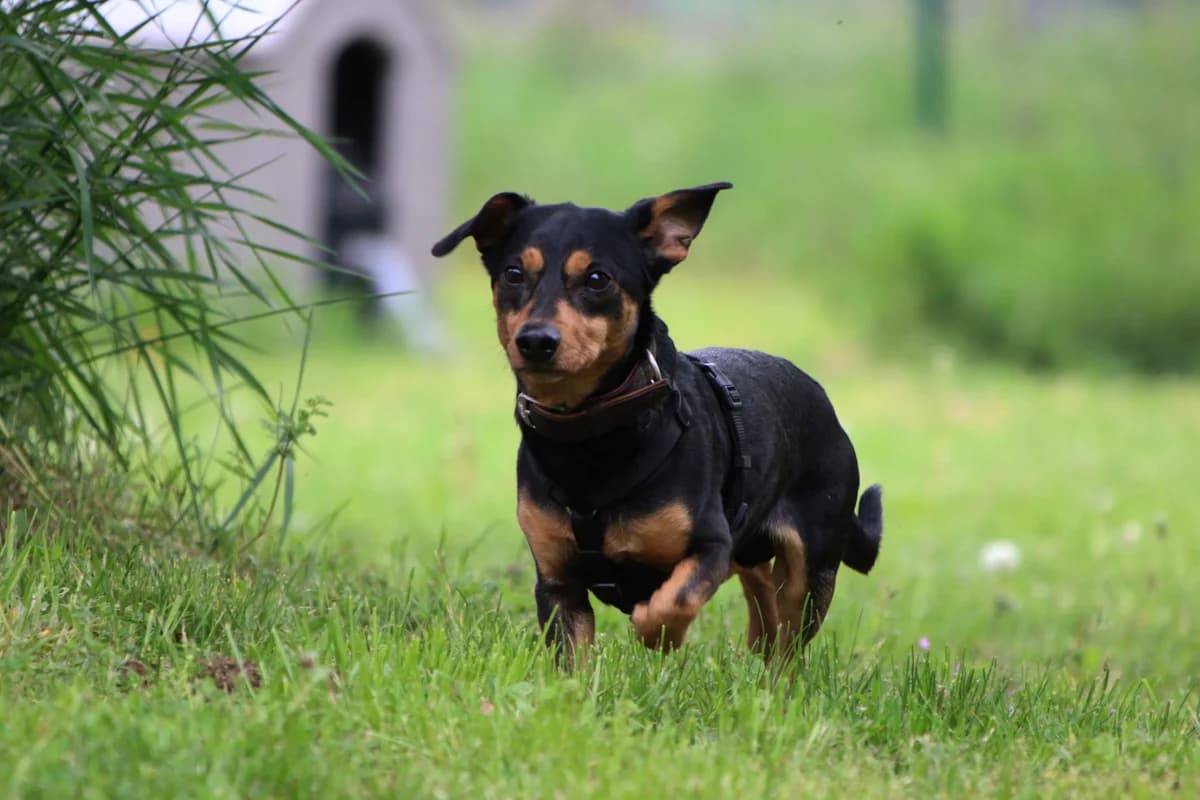 James, Mixed Breed (Tierheim Falkensee)
