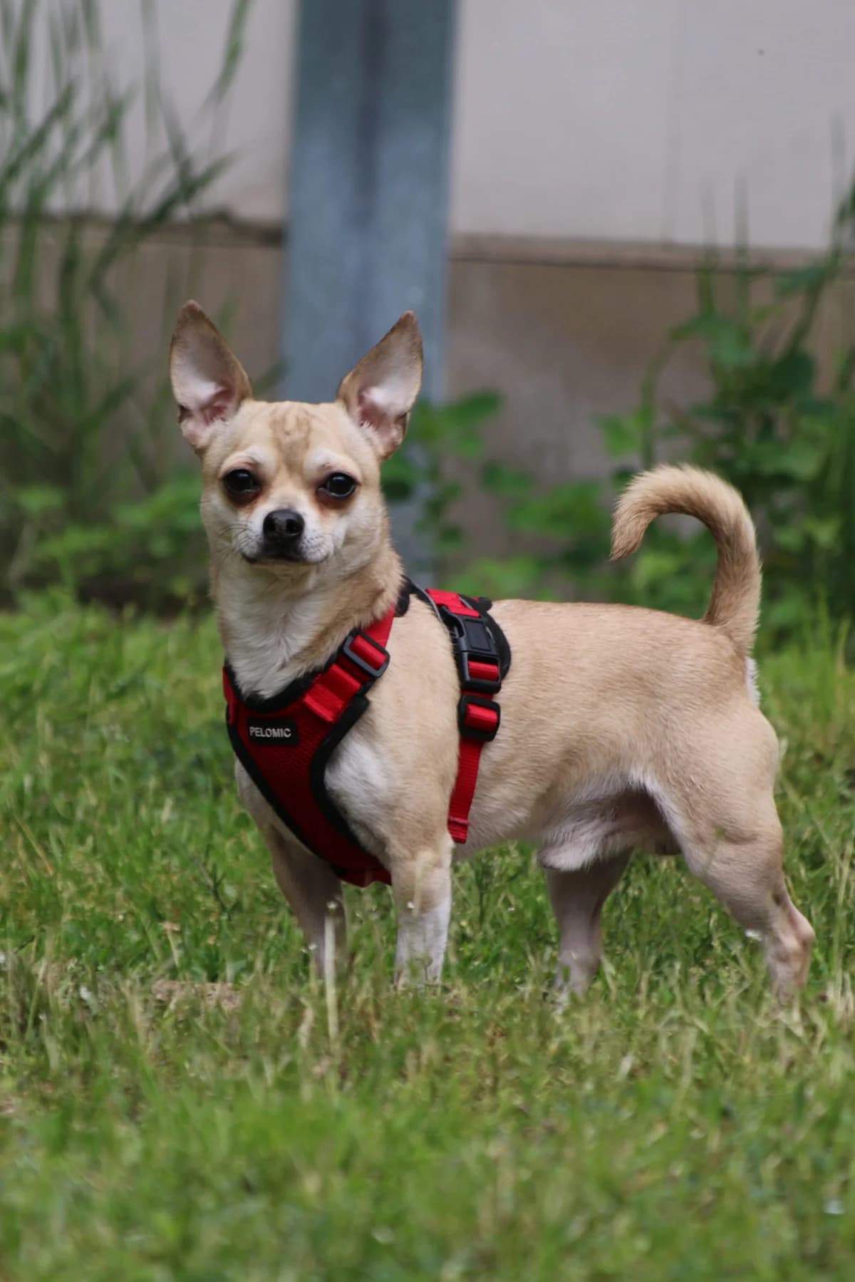 Max, Mixed Breed (Tierheim Falkensee)