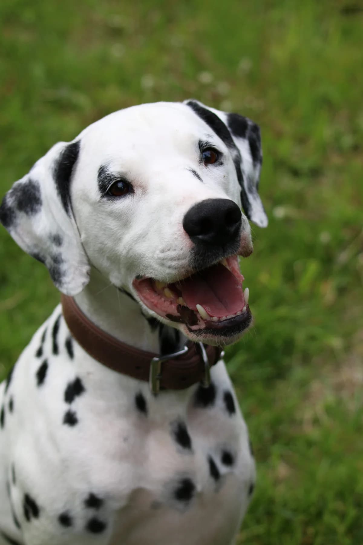 Picasso, Mixed Breed (Tierheim Falkensee)