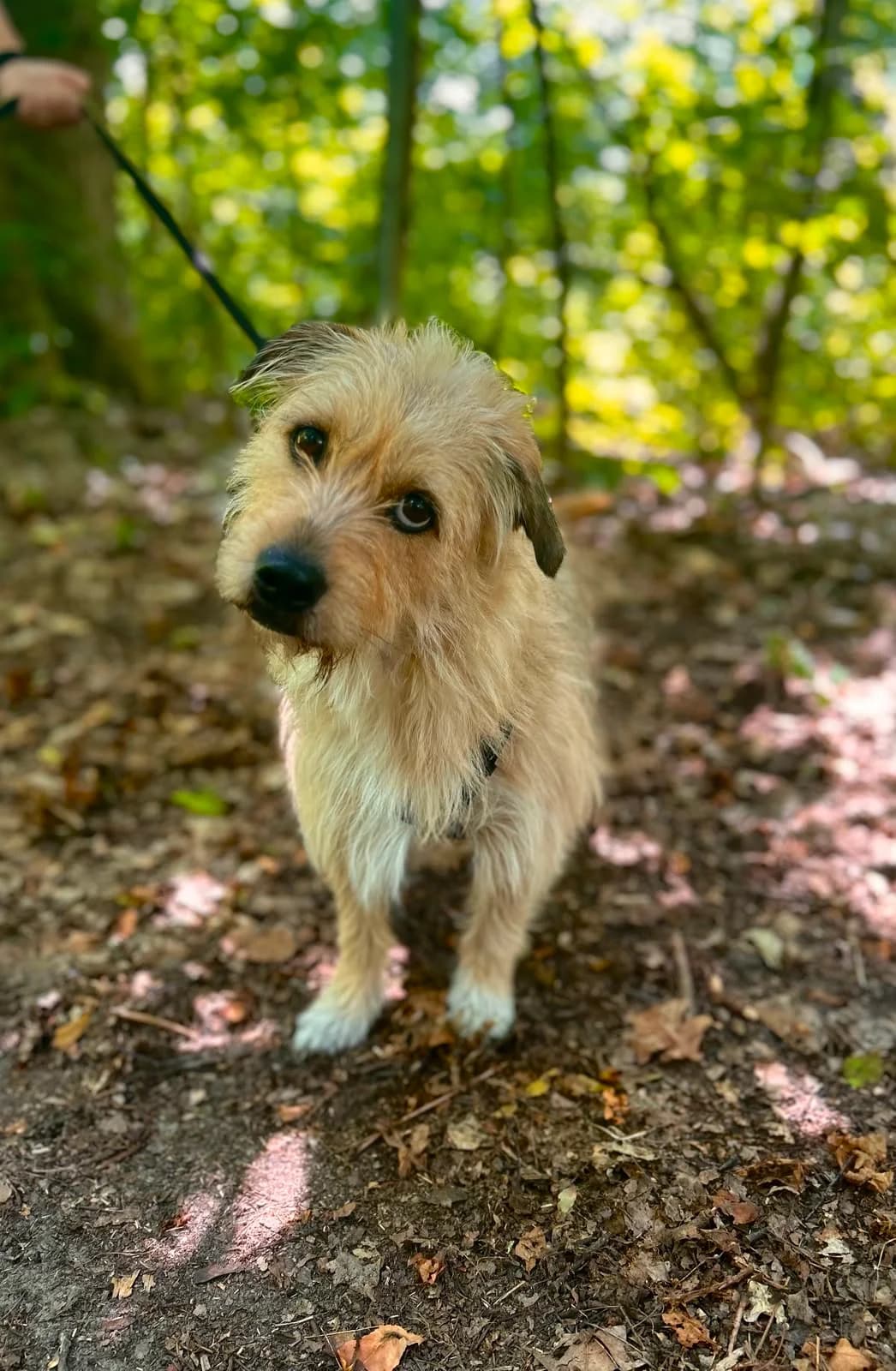 Bingo,  Mixed Breed for adoption at Tierheim Falkensee, Falkensee
