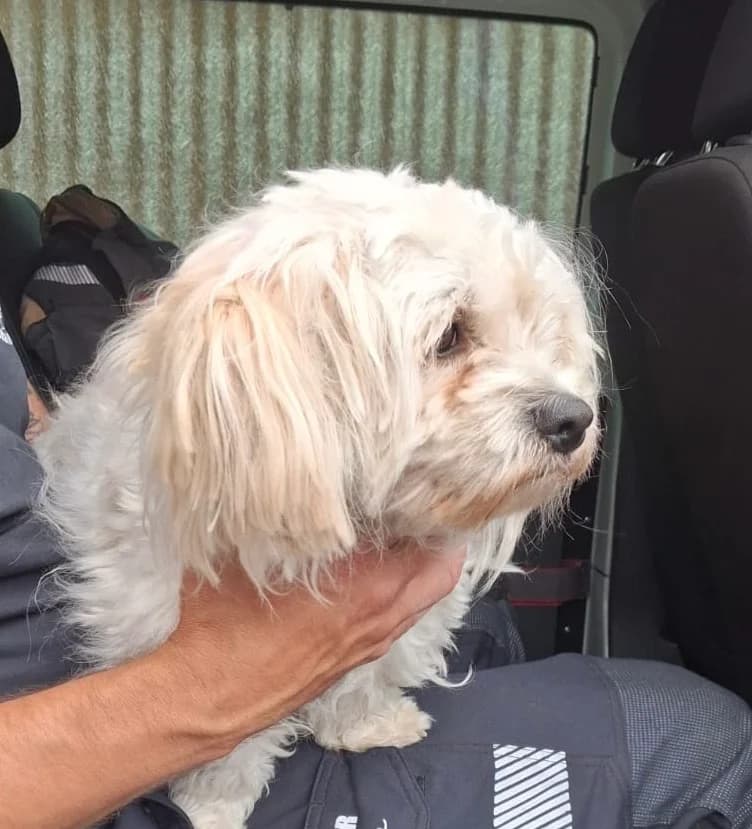 Bobby,  Mixed Breed for adoption at Tierheim Falkensee, Falkensee