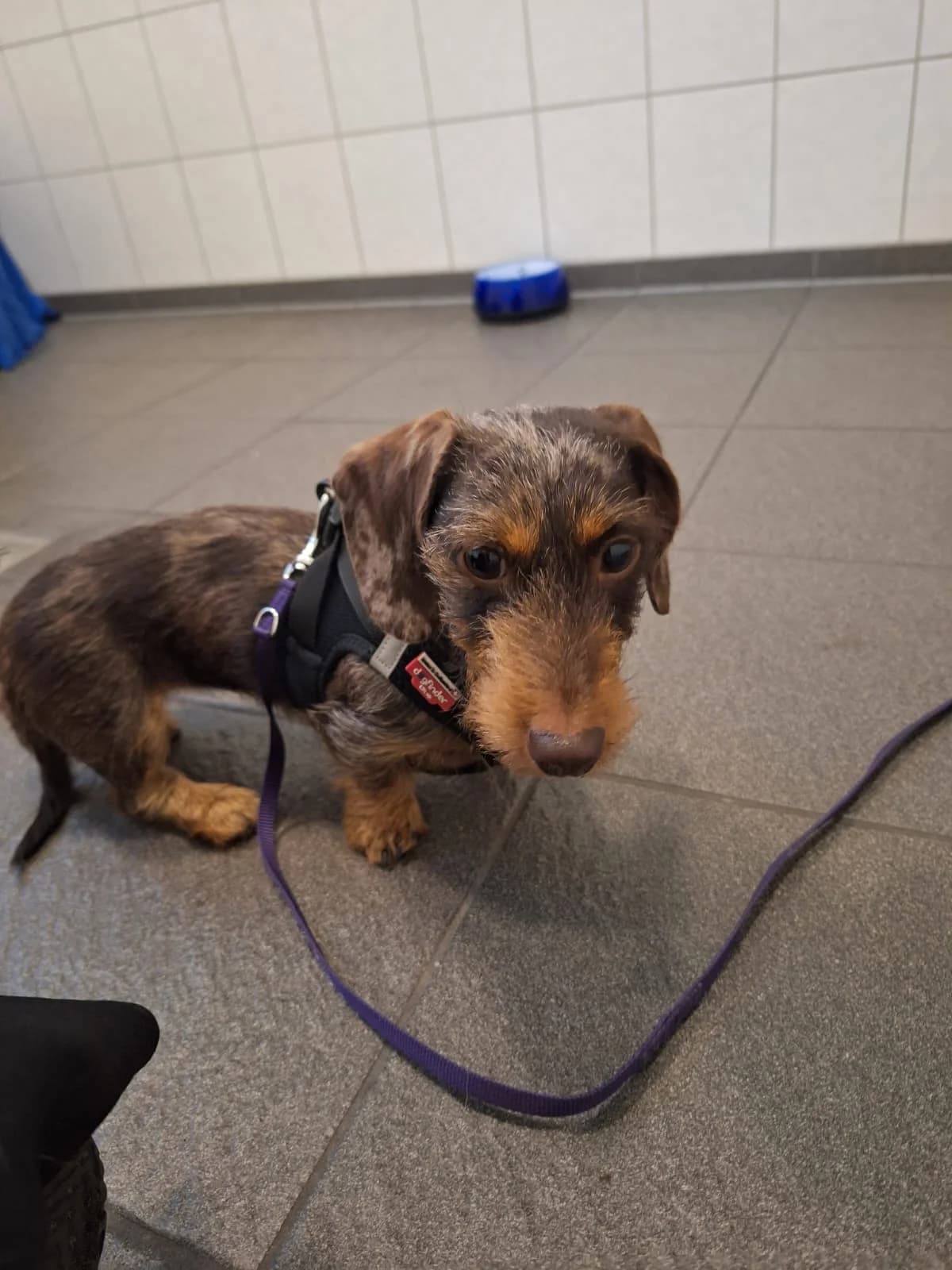 Clara,  Mixed Breed for adoption at Tierheim Falkensee, Falkensee