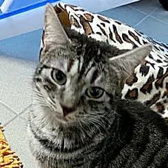 Aioli, grau  Mixed Breed for adoption at Tierheim Feucht, Feucht
