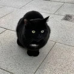 Akash, male Mixed Breed for adoption at Tierheim Feucht, Feucht