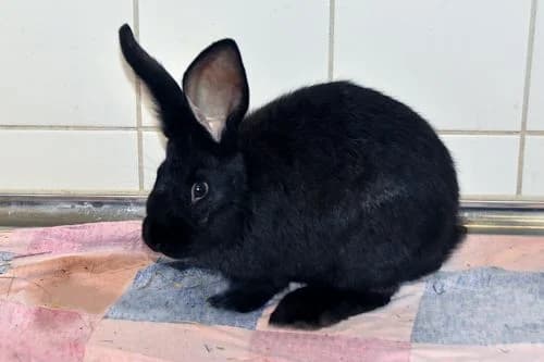 Alan, male Mixed Breed for adoption at Tierheim Feucht, Feucht