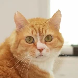 Alfred, male Mixed Breed for adoption at Tierheim Feucht, Feucht