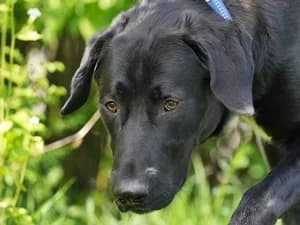 Alvaro, male Mixed Breed for adoption at Tierheim Feucht, Feucht