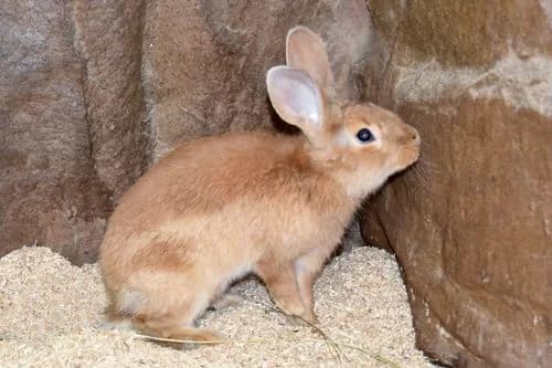 Amanda, female Mixed Breed for adoption at Tierheim Feucht, Feucht
