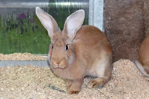 Amica, female Mixed Breed for adoption at Tierheim Feucht, Feucht
