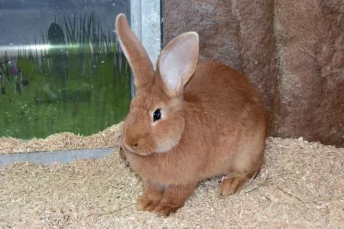 Amy, female Mixed Breed for adoption at Tierheim Feucht, Feucht
