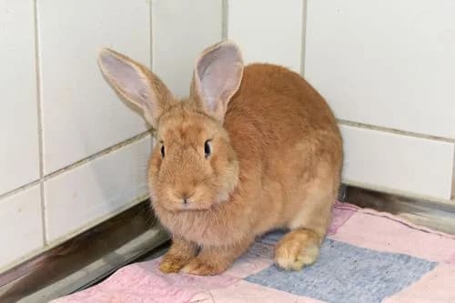 Anton, male Mixed Breed for adoption at Tierheim Feucht, Feucht