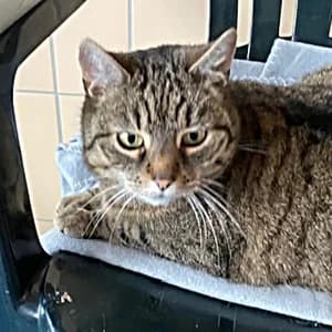 Aria, female Mixed Breed for adoption at Tierheim Feucht, Feucht