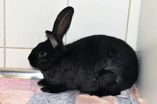 Arnie, male Mixed Breed for adoption at Tierheim Feucht, Feucht