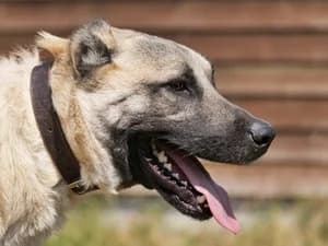 Aslan, male Mixed Breed for adoption at Tierheim Feucht, Feucht
