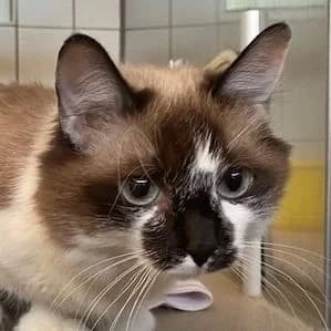 Aurora, female Mixed Breed for adoption at Tierheim Feucht, Feucht