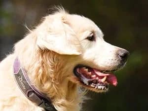 Bailey, golden  senior Mixed Breed for adoption at Tierheim Feucht, Feucht