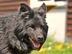Balu,  Mixed Breed for adoption at Tierheim Feucht, Feucht