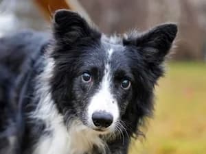 Batzi,  Border Collie for adoption at Tierheim Feucht, Feucht