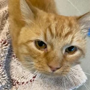 Beat, male Mixed Breed for adoption at Tierheim Feucht, Feucht