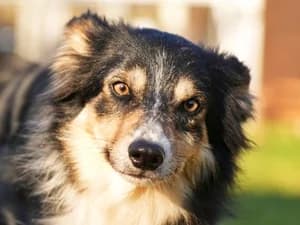 Ben,  Mixed Breed for adoption at Tierheim Feucht, Feucht